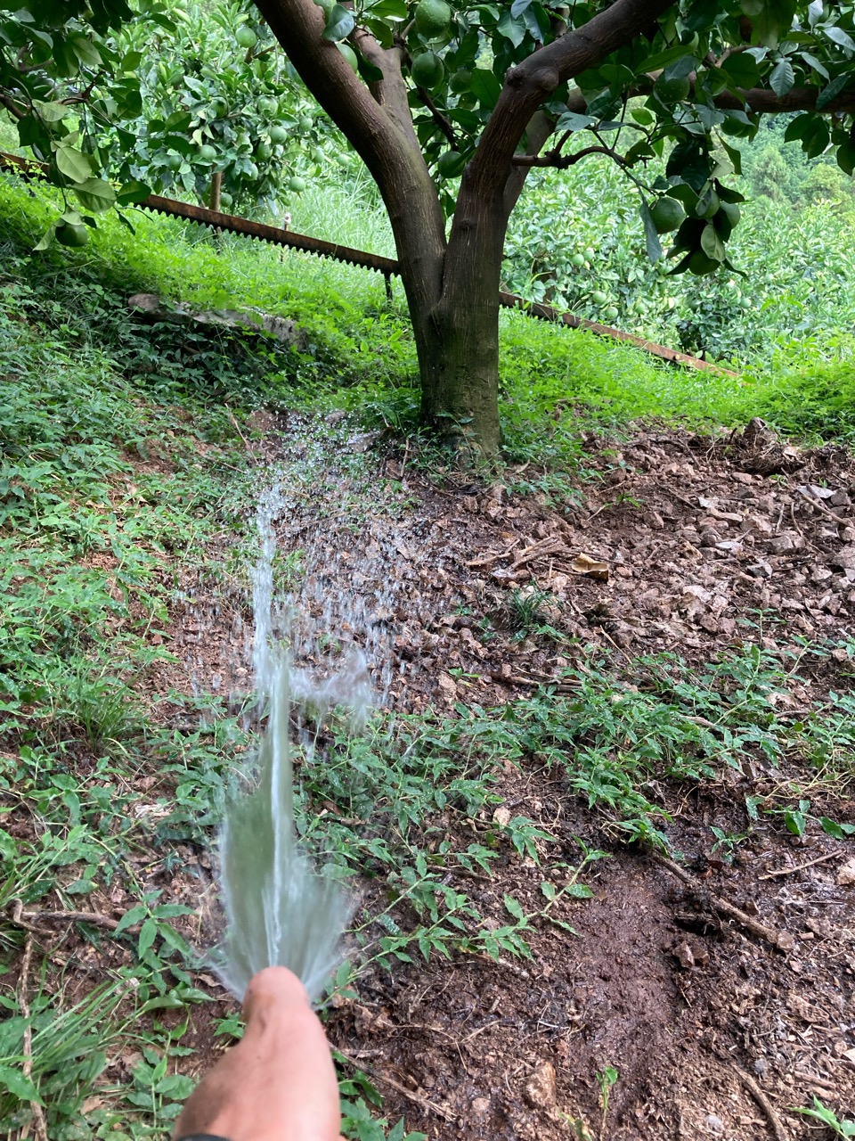 文旦畑にホースで水やり