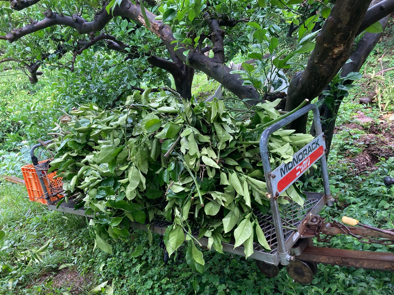 剪定枝の片付け