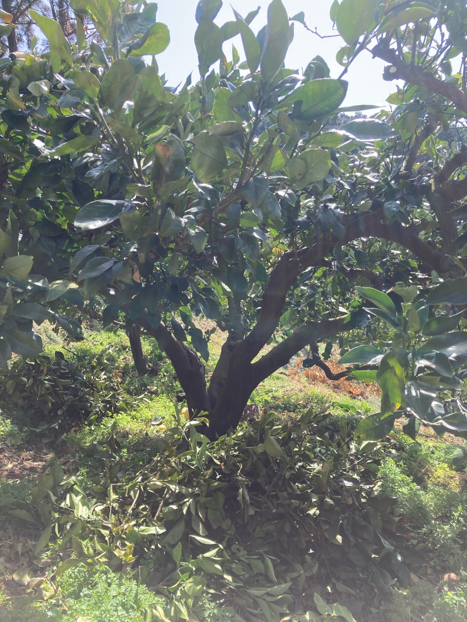 出荷の合間に剪定