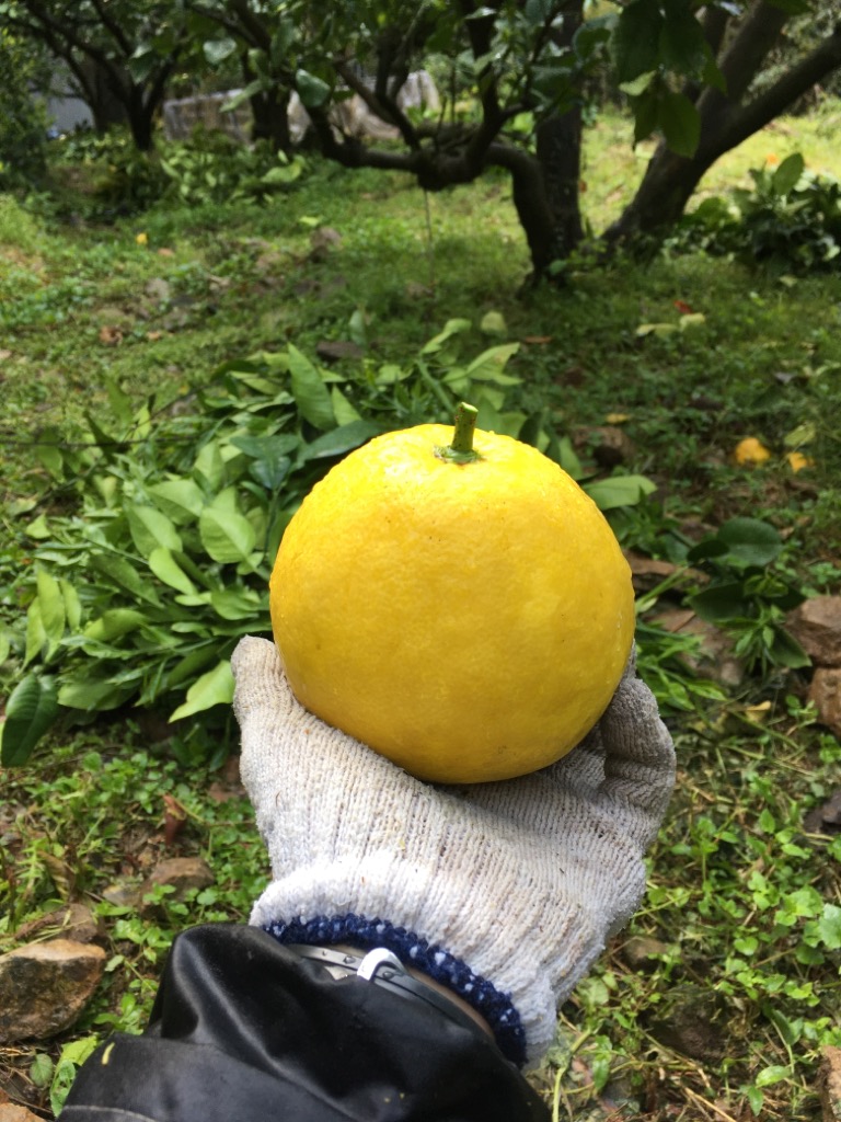 文旦の剪定