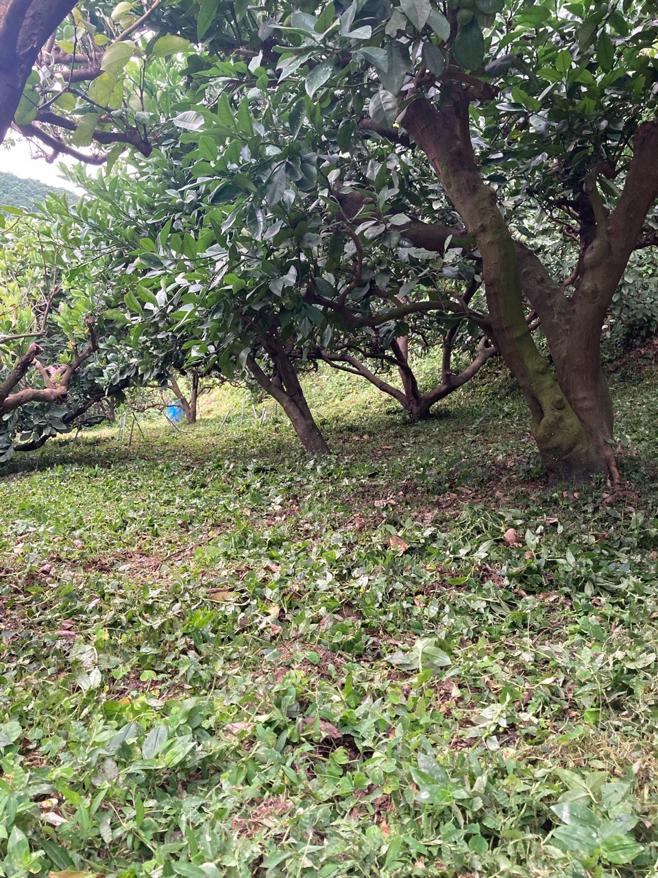 草刈り〜