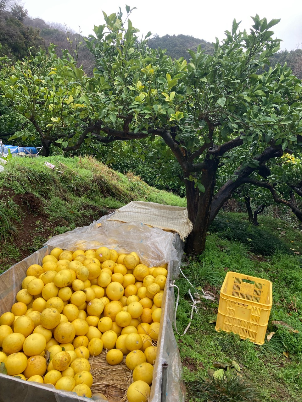 今日はちょっと寒かった