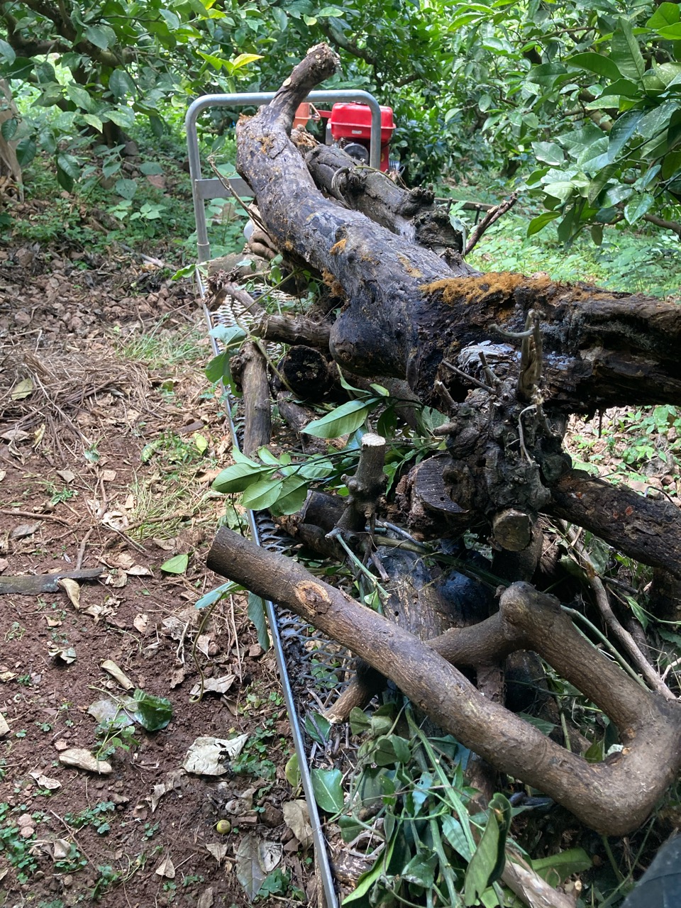 枯れた木の伐採