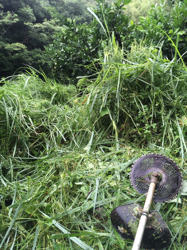 雨でも草刈り
