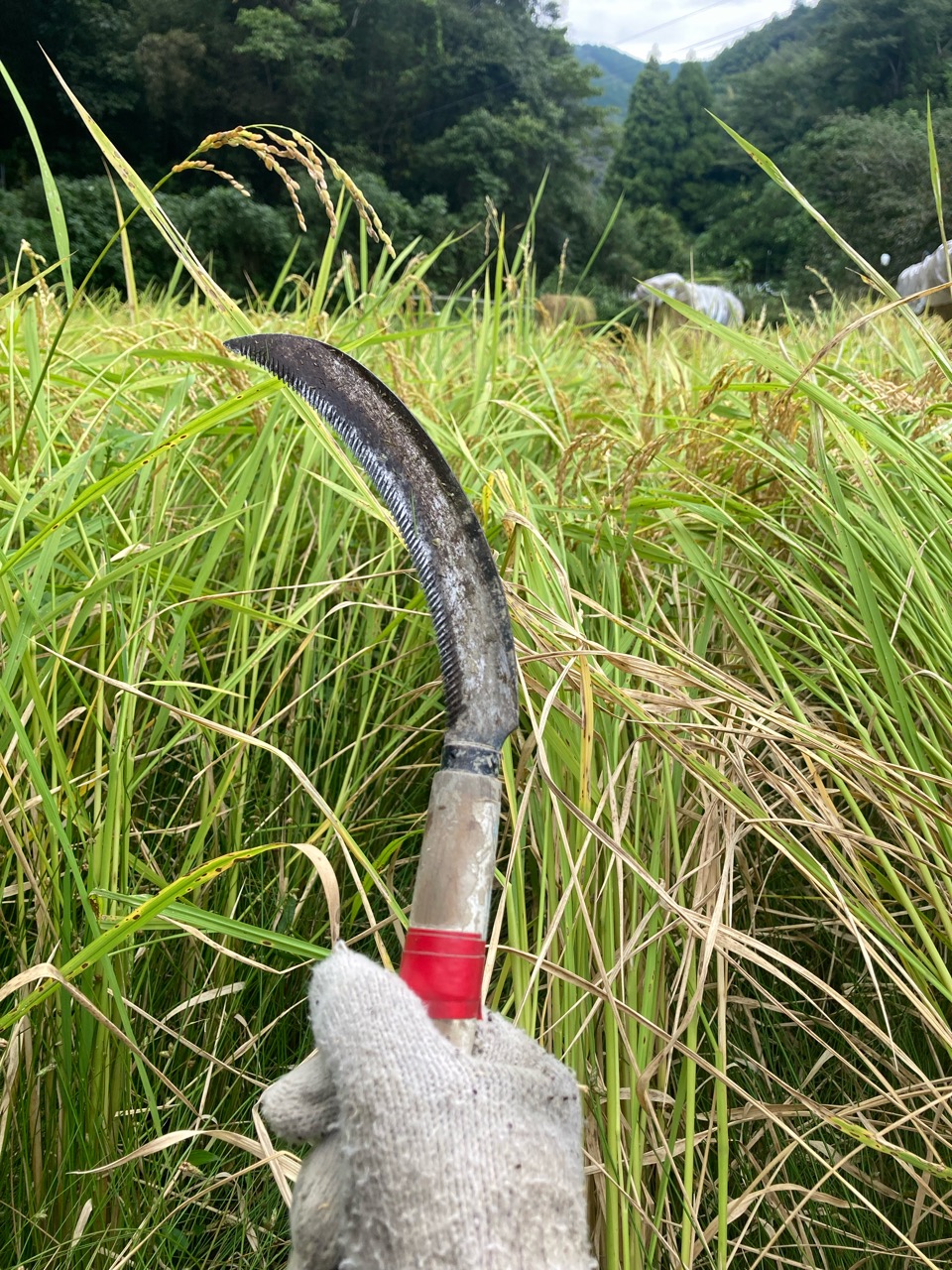 続く稲刈り