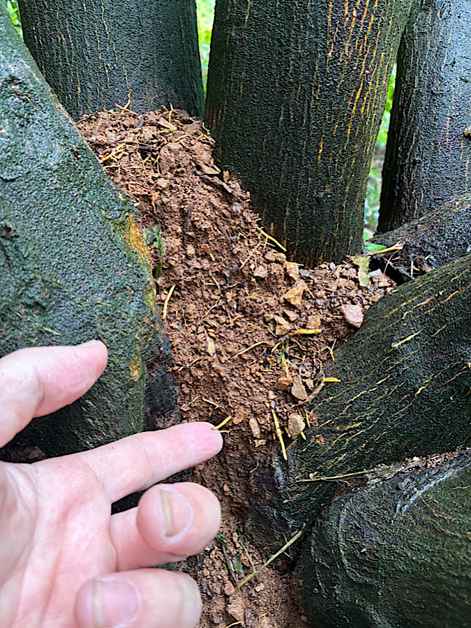 文旦の根元に発見