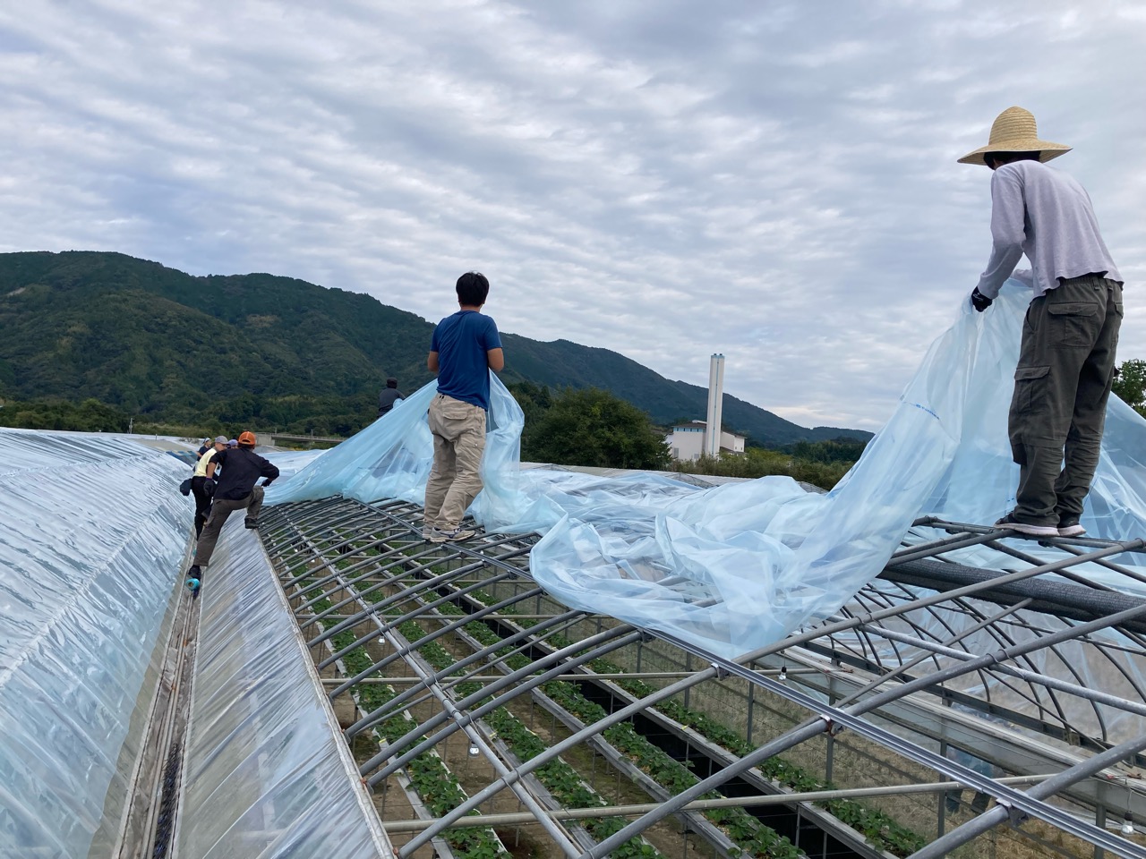 ビニールハウスと稲の脱穀