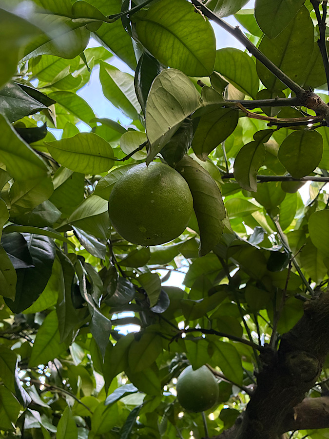 今日も文旦の摘果