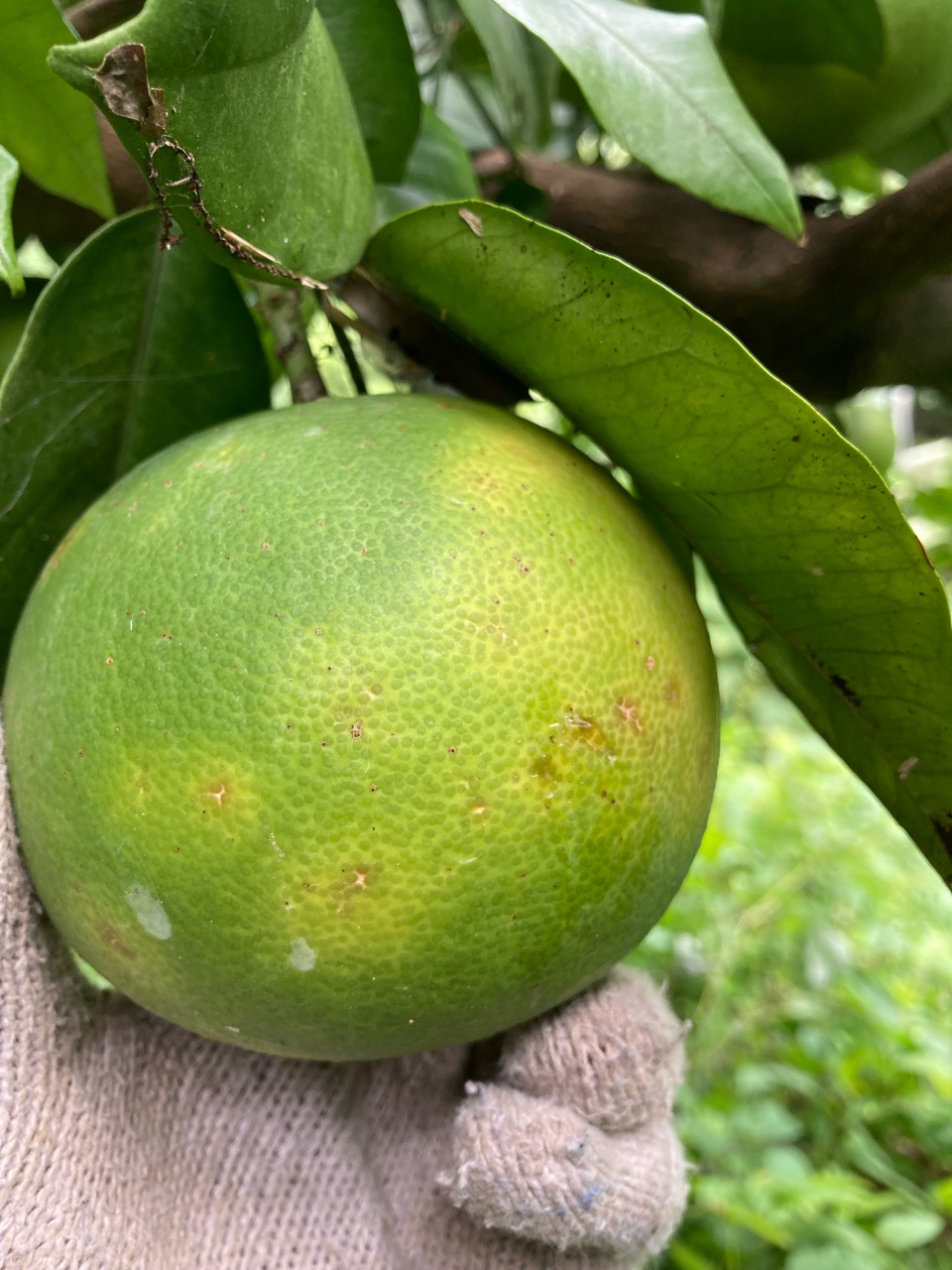 文旦、何かの欠乏症