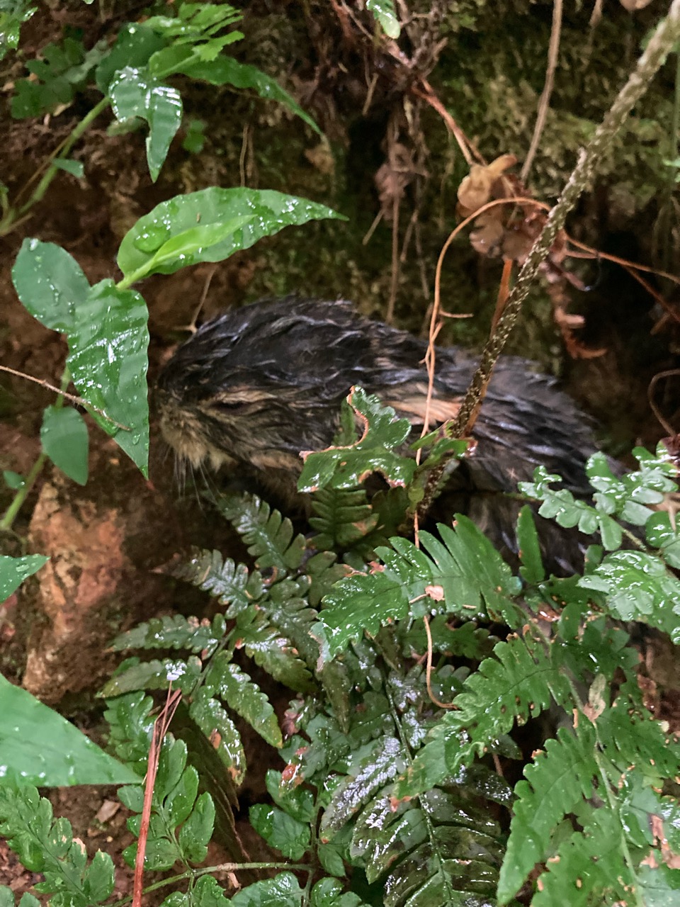 野生の動物に遭遇