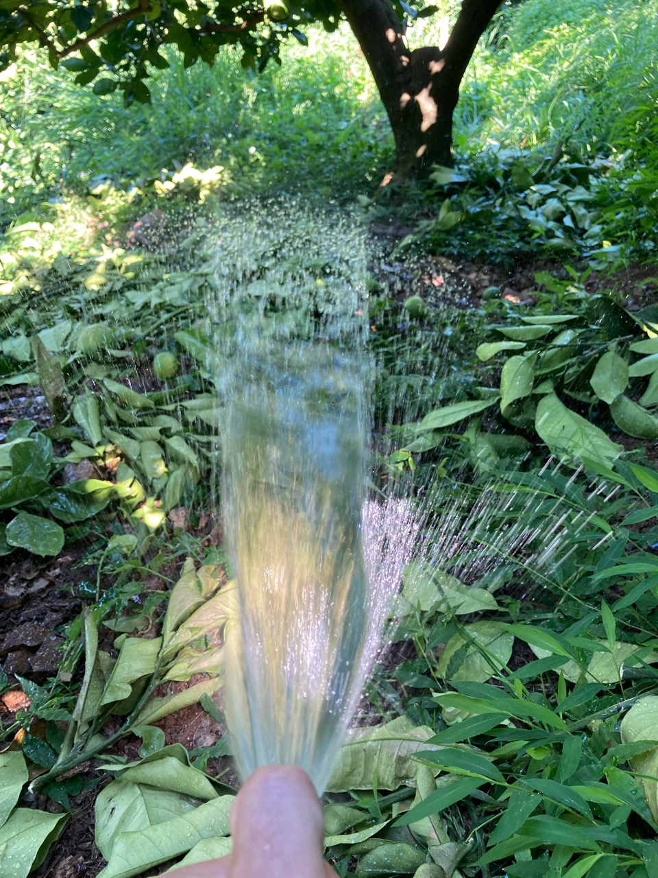 文旦畑に灌水