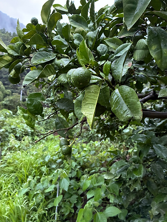 今日は剪定