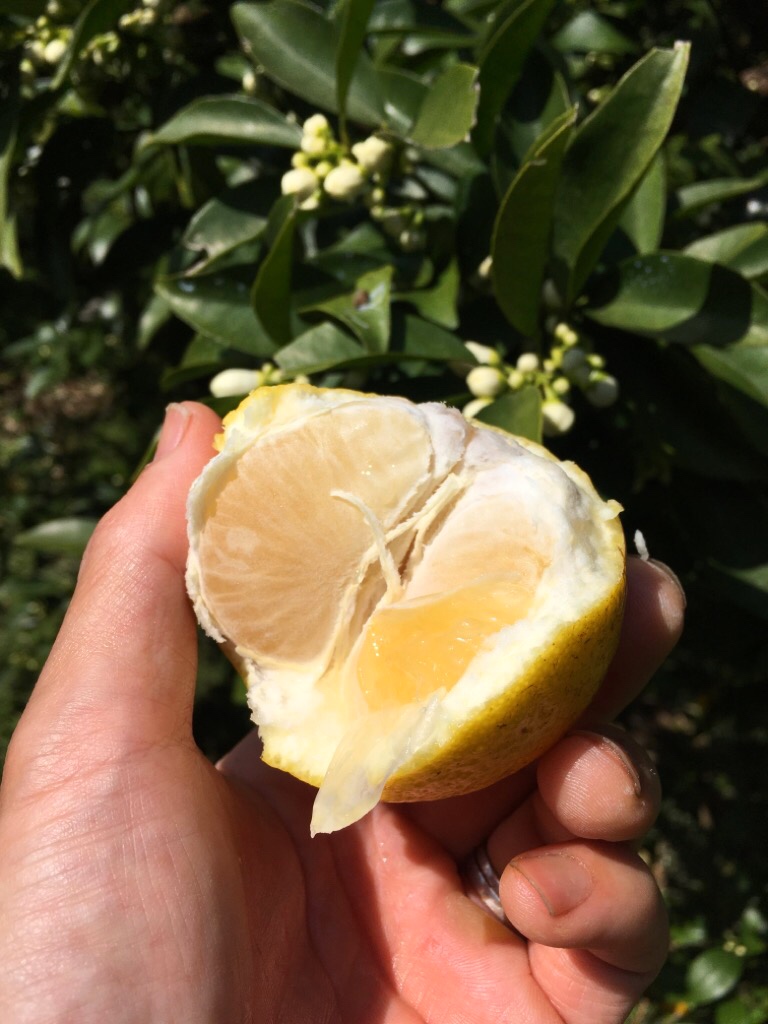 休憩中に小夏をガブリっ