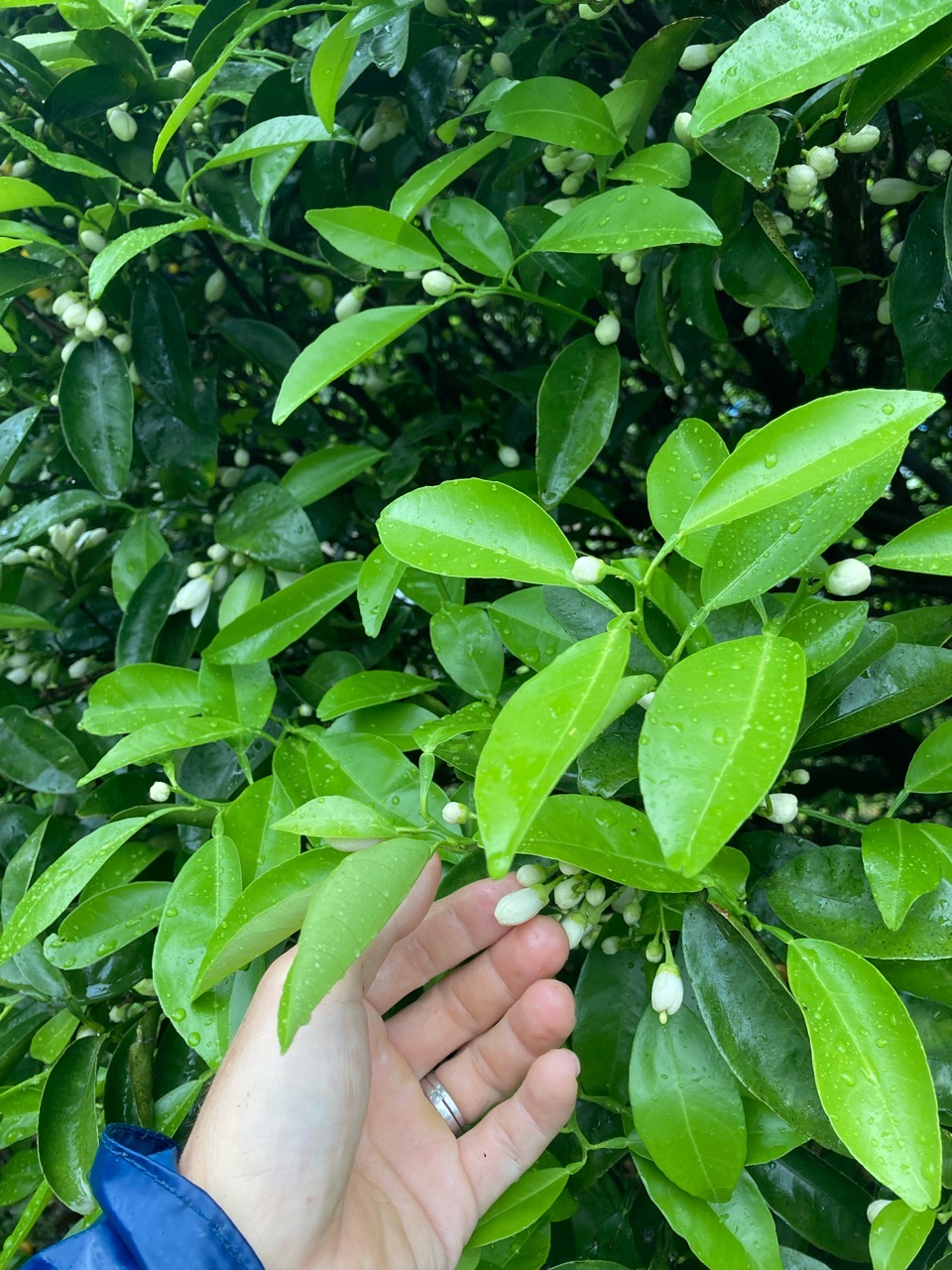 小夏のつぼみ取り