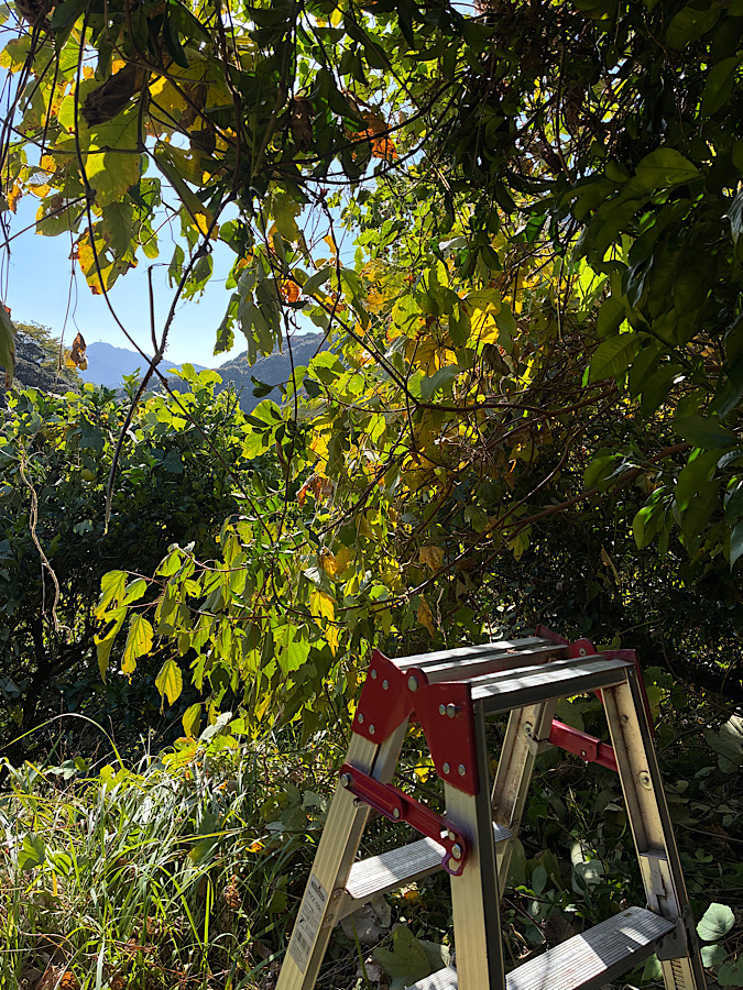 引き続き、文旦畑の整備