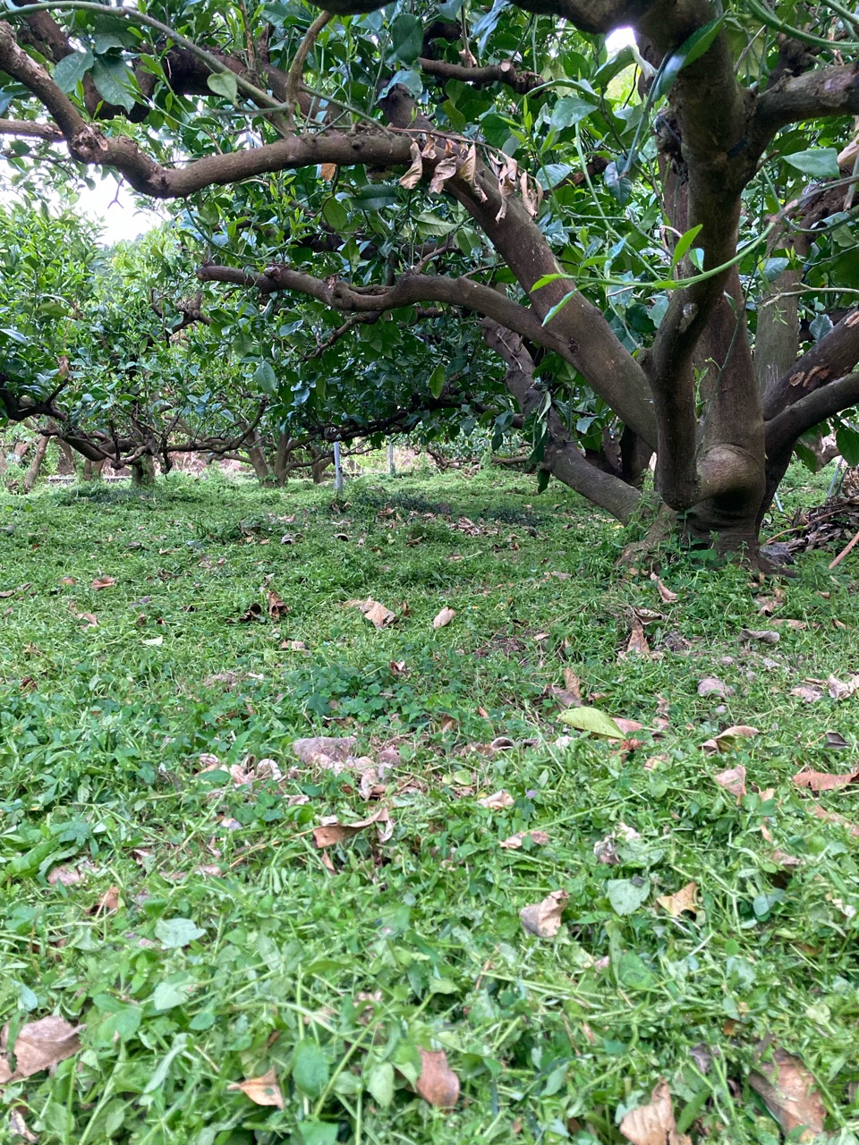 文旦畑の草刈り