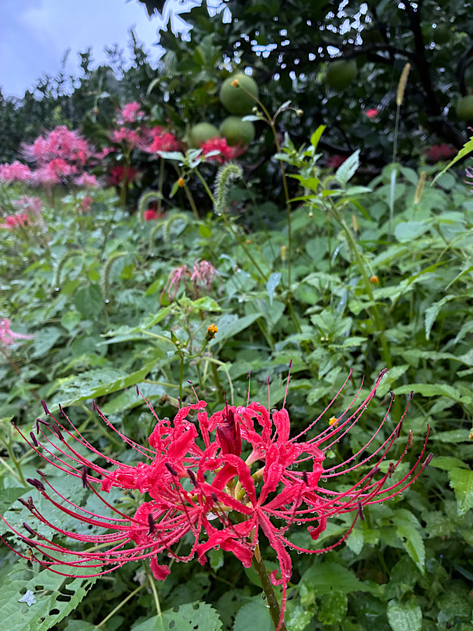 秋らしい。10月。