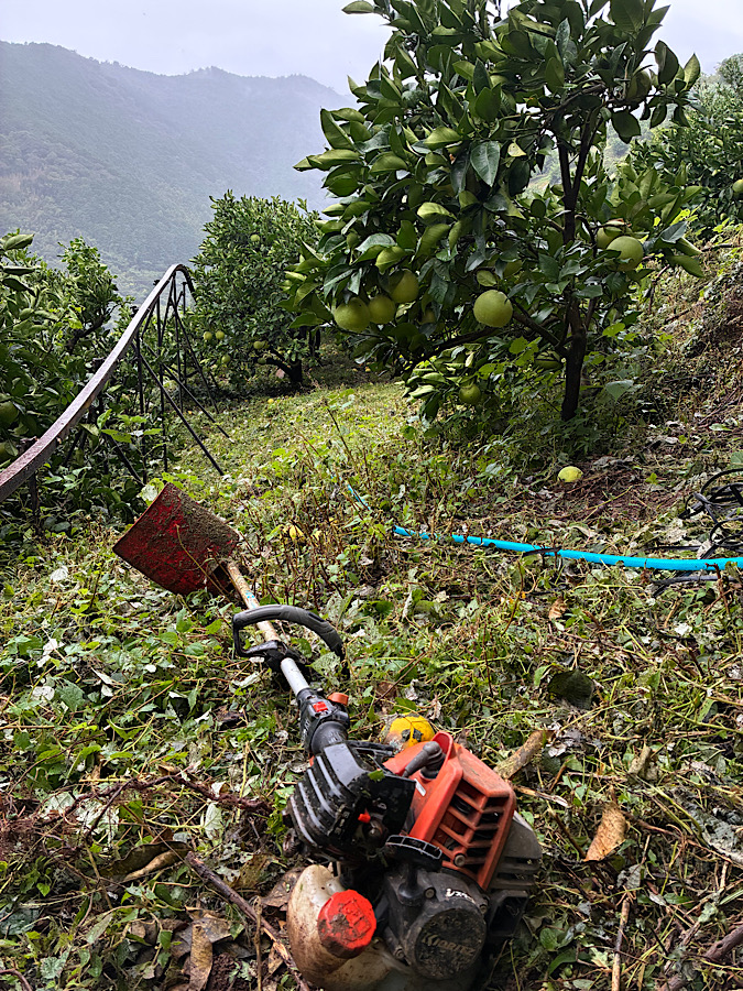 雨の日の草刈り