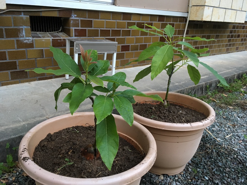 3度目の正直