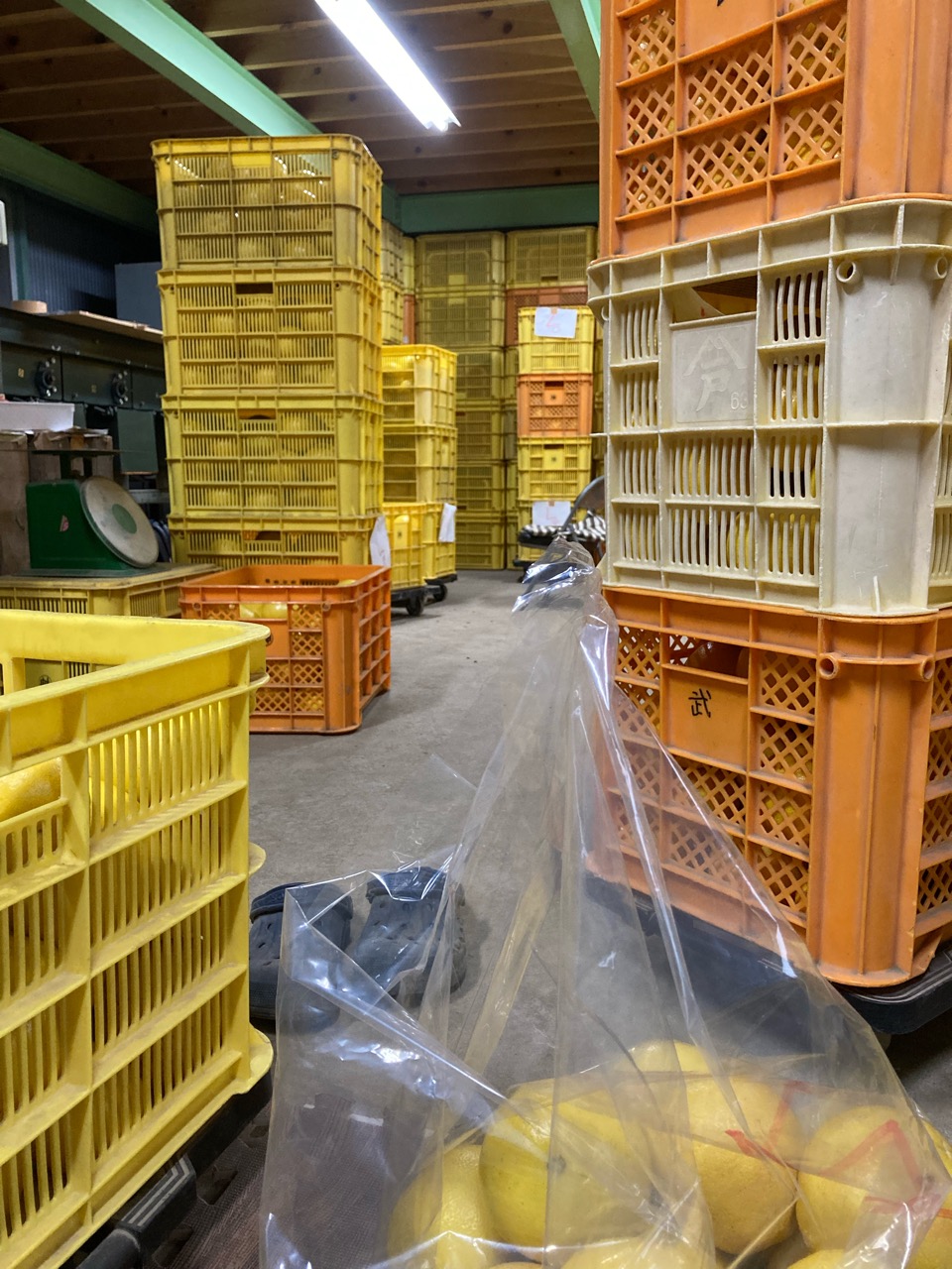 本格的に出荷