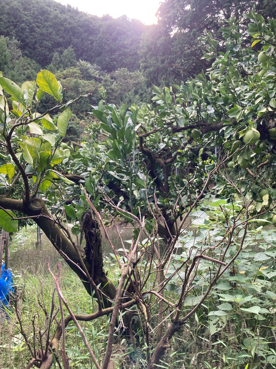 やりたいこと、いっぱいだな〜