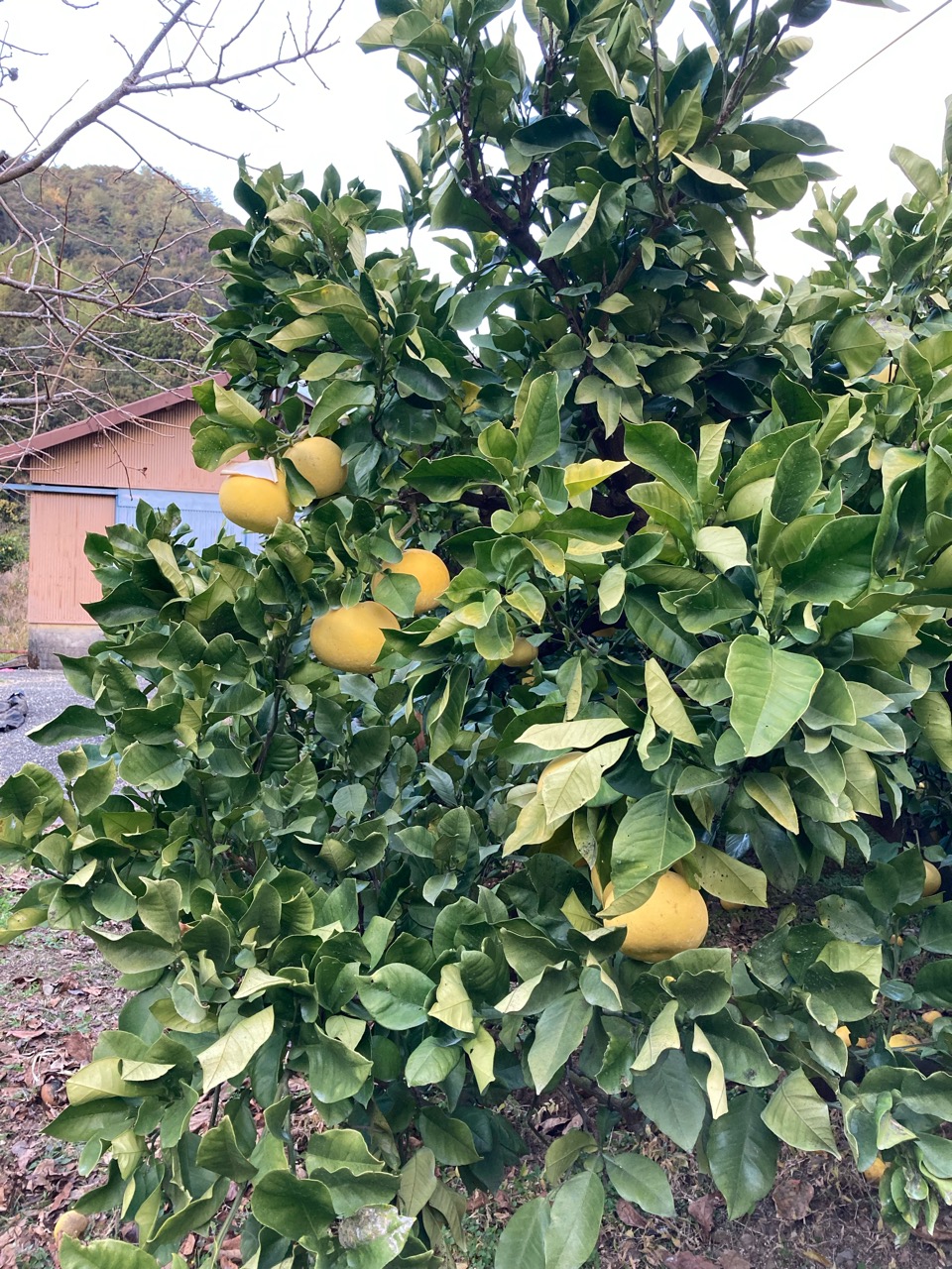 収穫間近。色づいた文旦