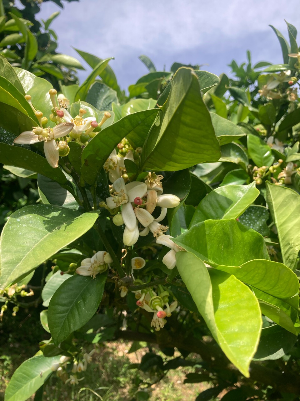 文旦の花付け終わりー！