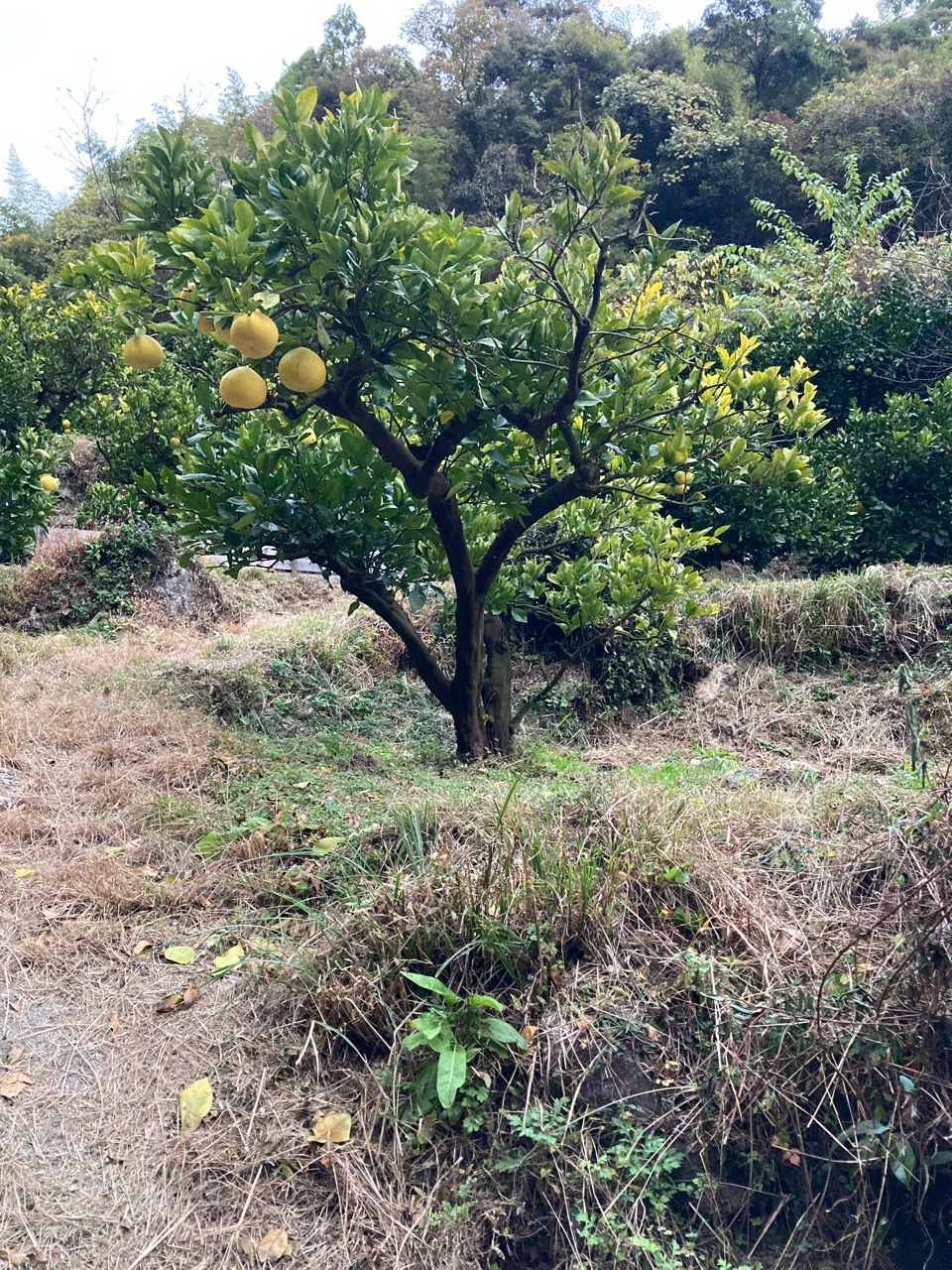 文旦の樹、色づく