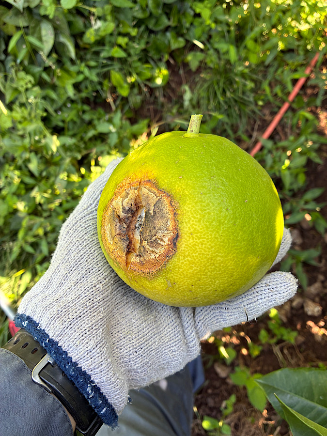 日焼けしすぎー