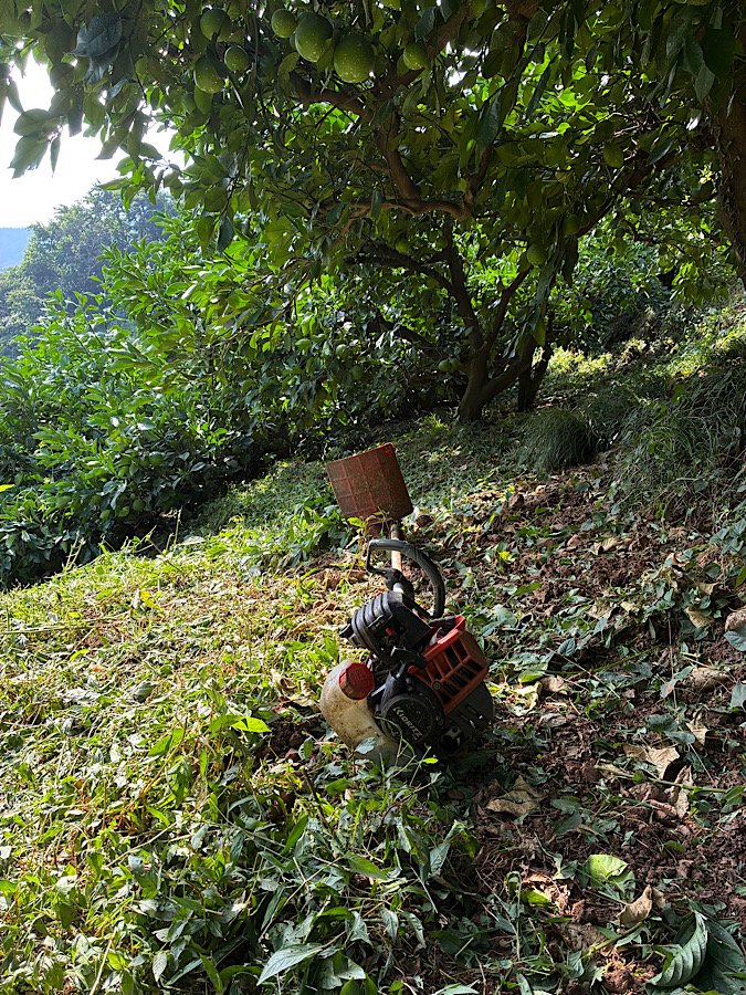 炎天下での草刈り