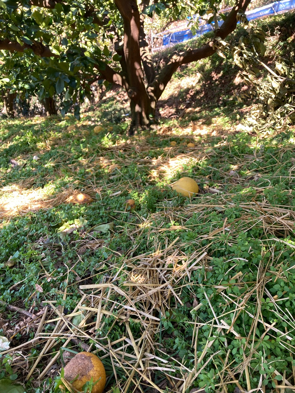 ワラを有効活用するぞー