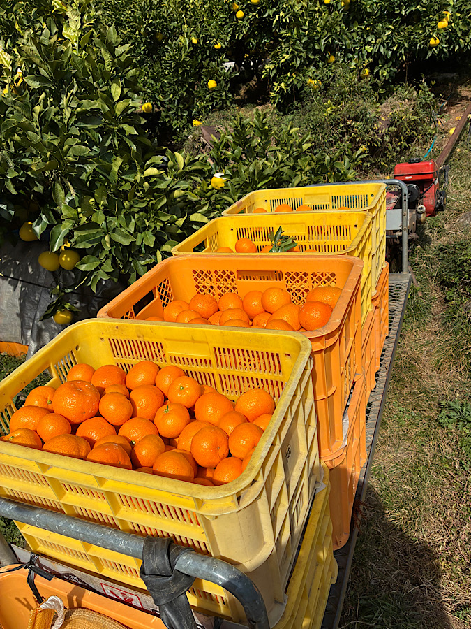温州みかんの収穫だ
