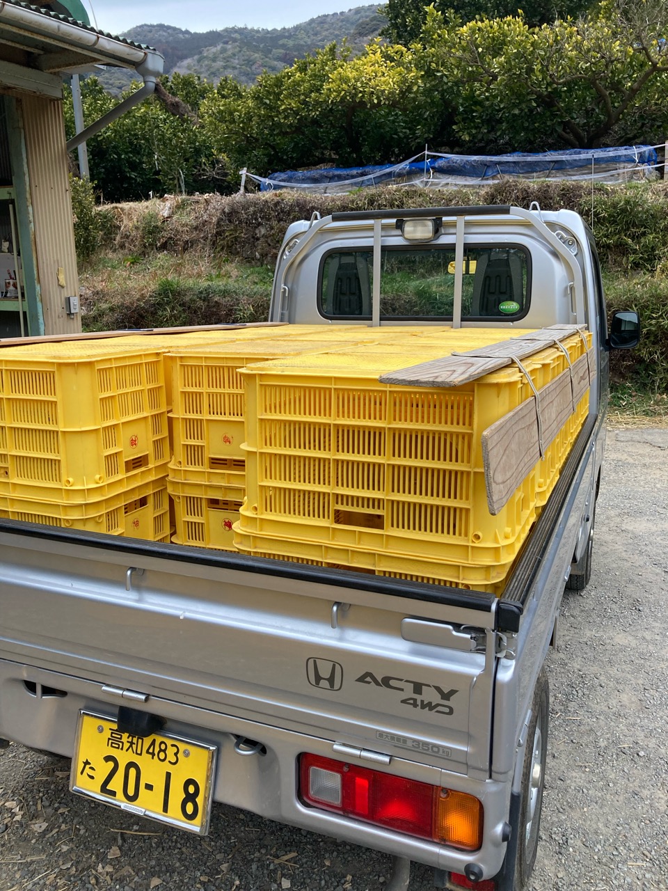 文旦の出荷ですー