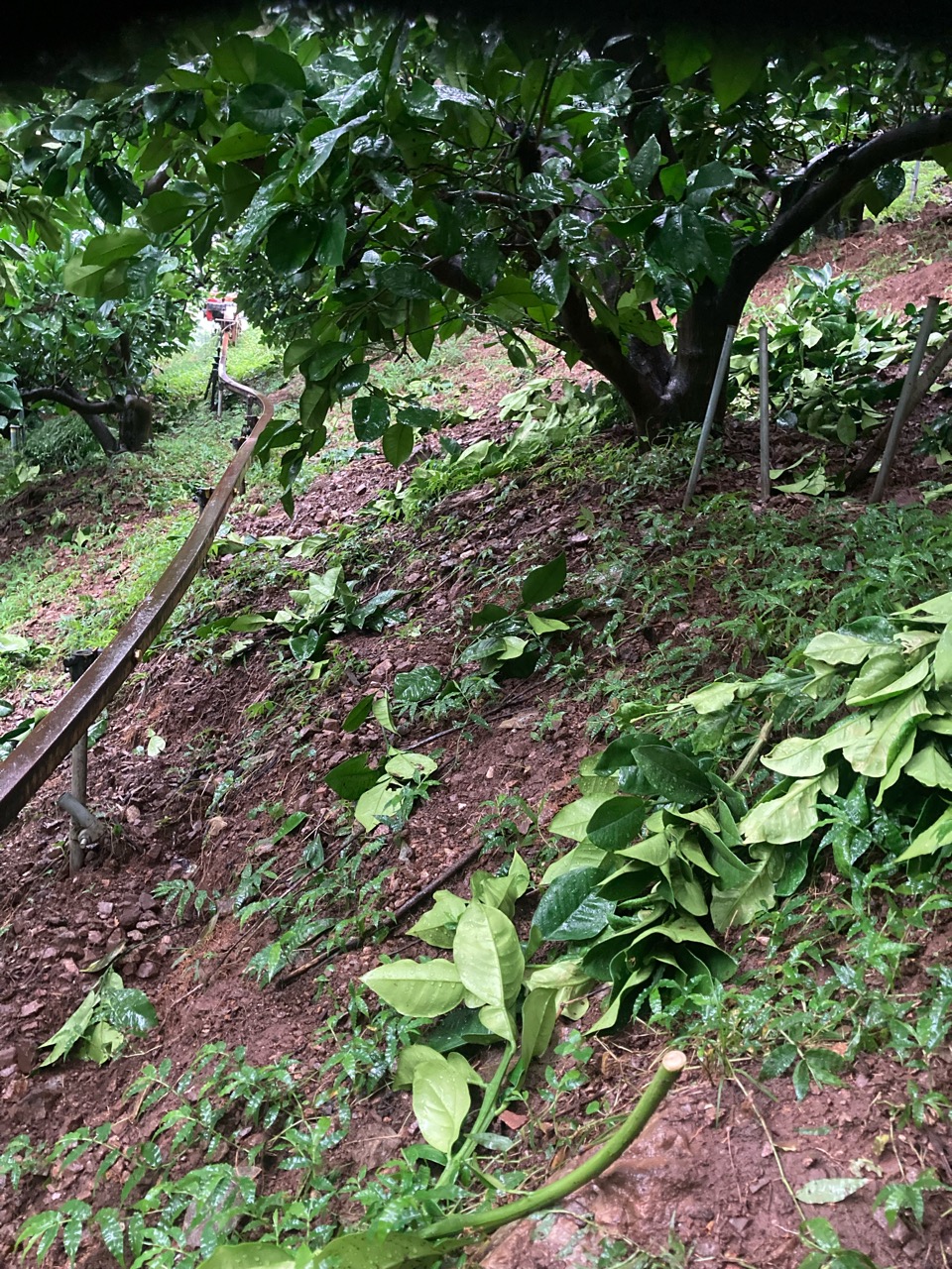 雨降りが続く