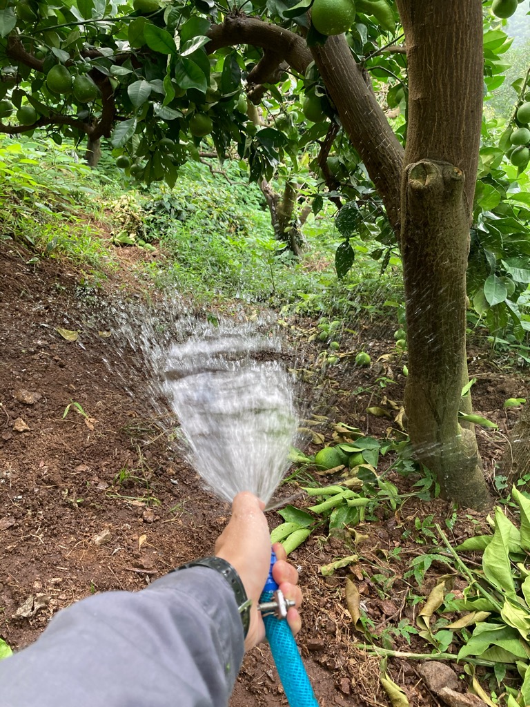 文旦畑に灌水したら。。。
