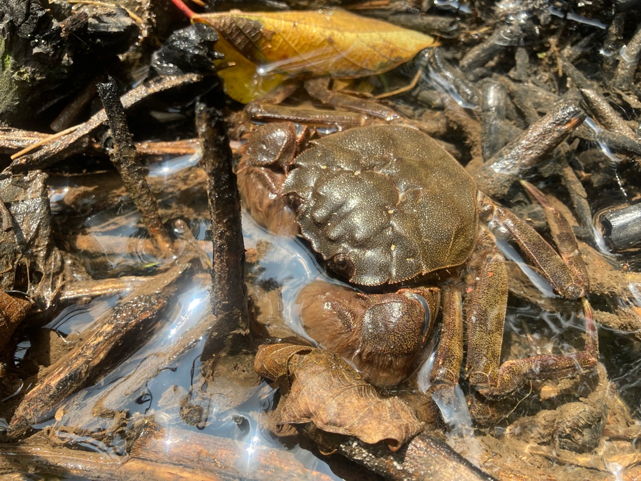高級カニを発見