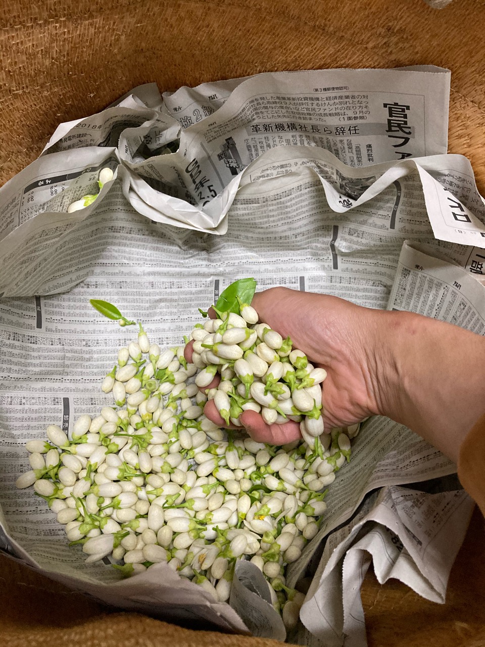 小夏の花粉づくり