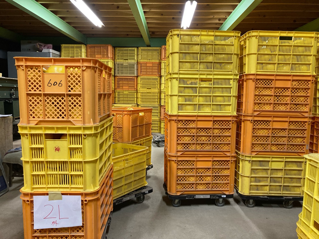 文旦の出荷始まる〜