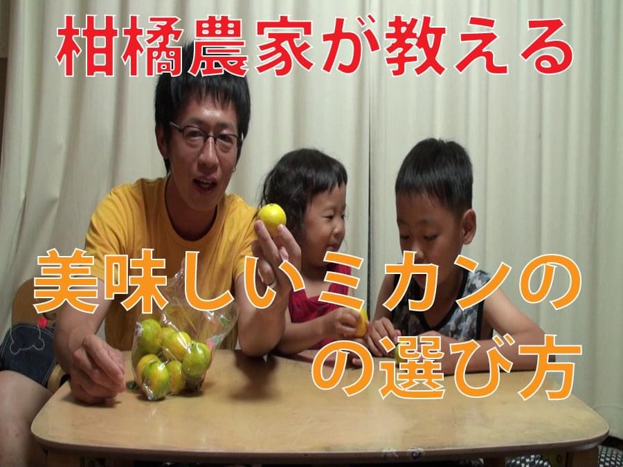 柑橘農家が教える美味しいミカンの選び方