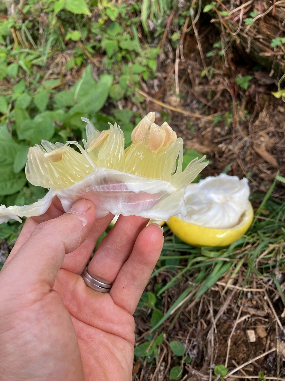 今年初、文旦の味見