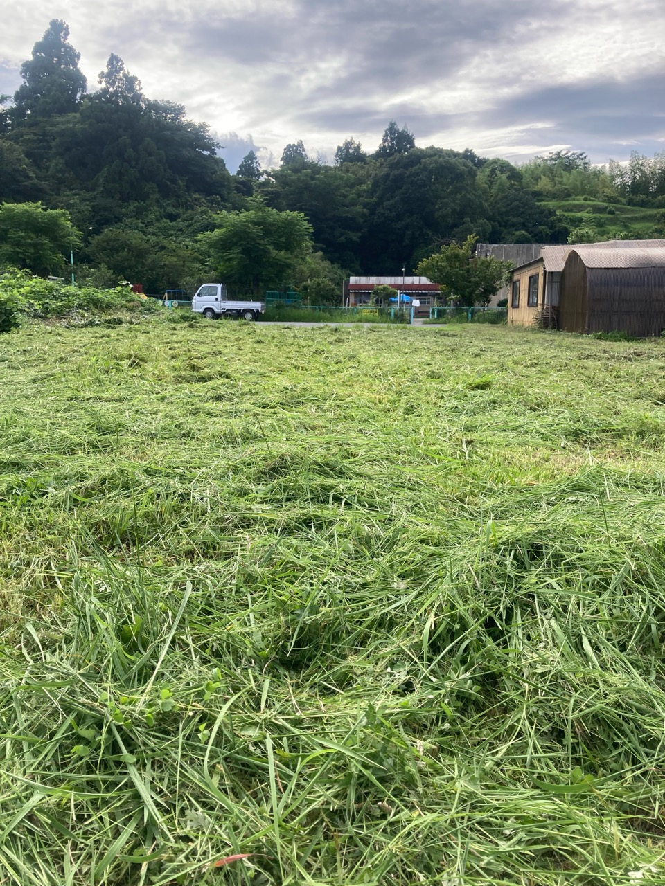 仕事の合間に草刈り