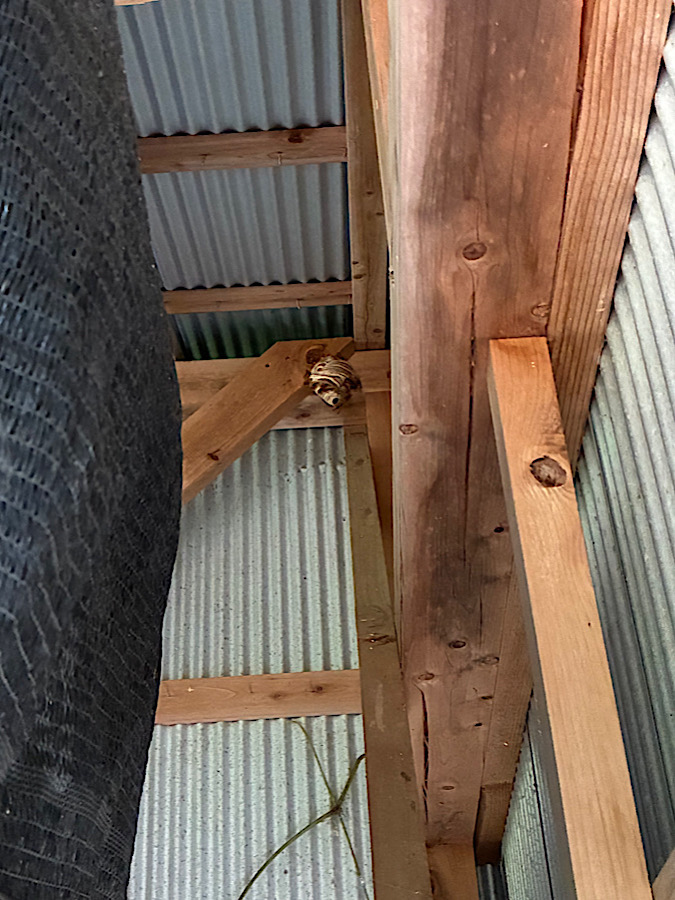 何かが飛んでる