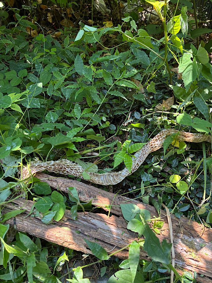 でっかい蛇に遭遇か？