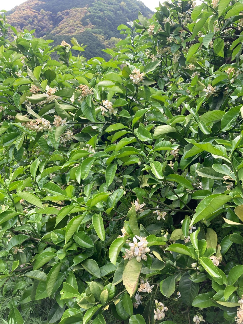 花が咲く