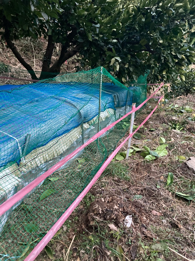 収穫、収穫〜