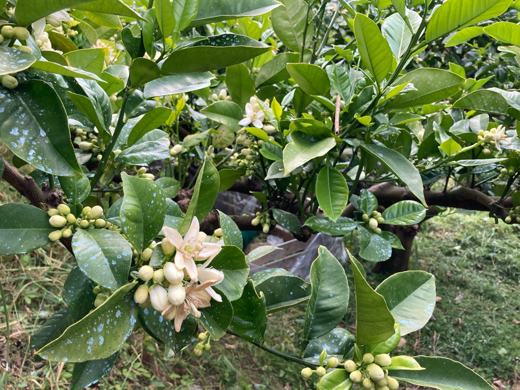 文旦の花の開花