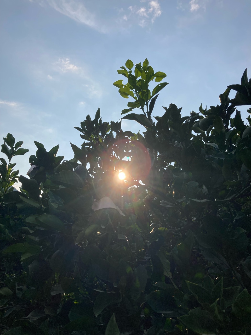 夏は好きだけど