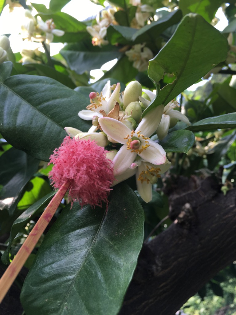 文旦の花つけ