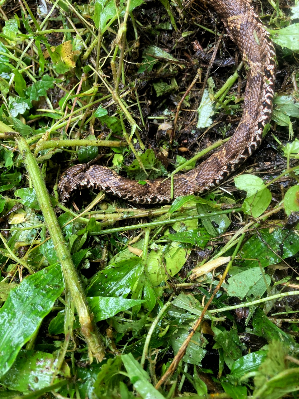 毒ヘビ、遭遇〜