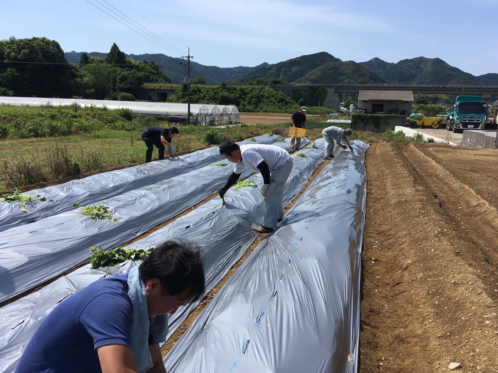 イモ植え